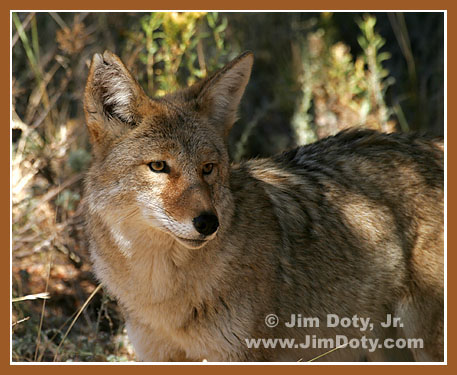 Coyote, Rocky Mountain National Park