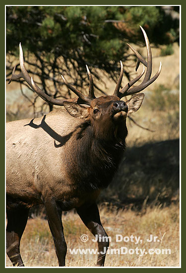 Bull Elk, Rocky Mountain National Park, Colorado