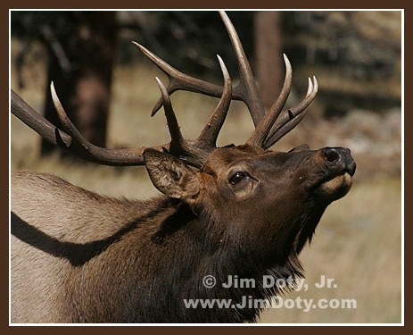 Bull Elk, Rocky Mountain National Park, Colorado