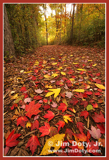 The Path, West Lake Nature Preserve. Portage, Michigan