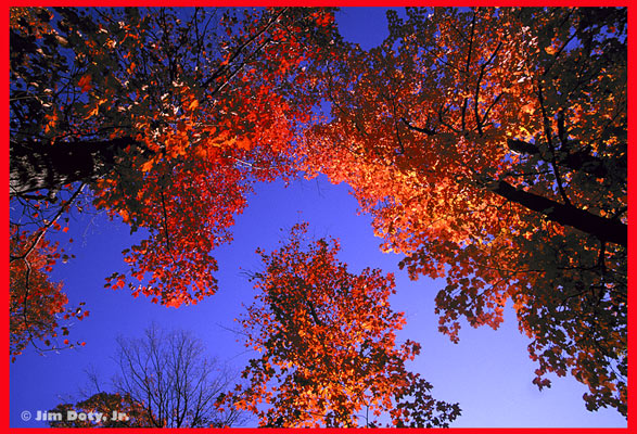 Fall Maple Leaves, Michigan U.P. 