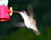 Arizona Hummers