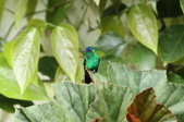 Colombia Birds/Hummingbirds 2010