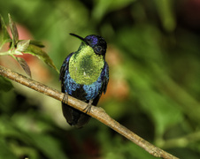 Costa Rica