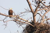 Eagles at Noxubee 2008