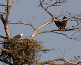 Eagles at Noxubee 2009