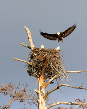 Eagles at Noxubee 2011
