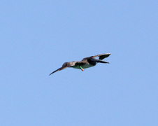 Fort Desoto Photos