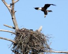 Eagles at Noxubee 2010