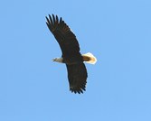 Oktibbeha Eagles 2008
