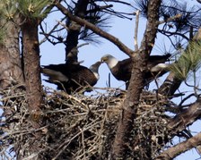 Proffitt's Eagles 2009