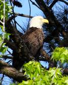 Proffitt's Porch Eagles, 2010