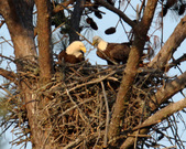 Proffitt's Porch Eagles, 2011
