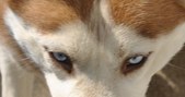 Siberian Huskies