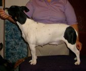 Teddy Roosevelt Terrier Females