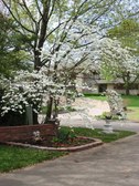 Dick&Bev's dogwood & etc.