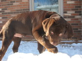 Moose