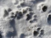 Enlarge photo 461