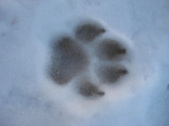 Enlarge photo 459