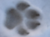 Enlarge photo 458