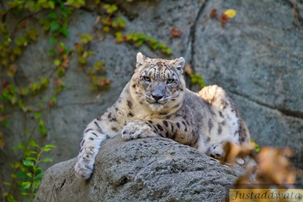 IMAGE: http://photos.imageevent.com/justaddwata/photography/zoo/huge/JAW%20100%20IMG_5510.jpg