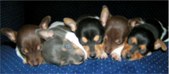 Enlarge photo 97
