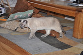 Rat Terriers Wanna Be's (and other pets)