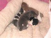 Enlarge photo 52