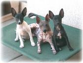Puppies