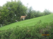 Enlarge photo 91