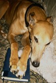 Kathy's Hounds