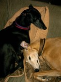 Sam & Oreo Gallery