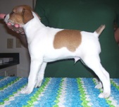 <center>Hazee/Dillon-Litter 1-ALL SOLD!!