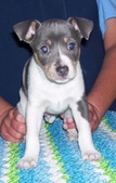 HAZEE/DILLON LITTER 2.22.13