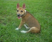 Hazee/Ransom Litter-ALL SOLD!!