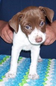 Maddie/Dillon Litter--ALL SOLD !!