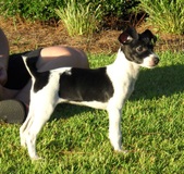 Maddie/Hogan Litter--ALL SOLD!!