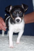 Sola/Dan Litter --ALL SOLD!
