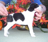 <center>Tyra/Dillon Litter-ALL SOLD !!