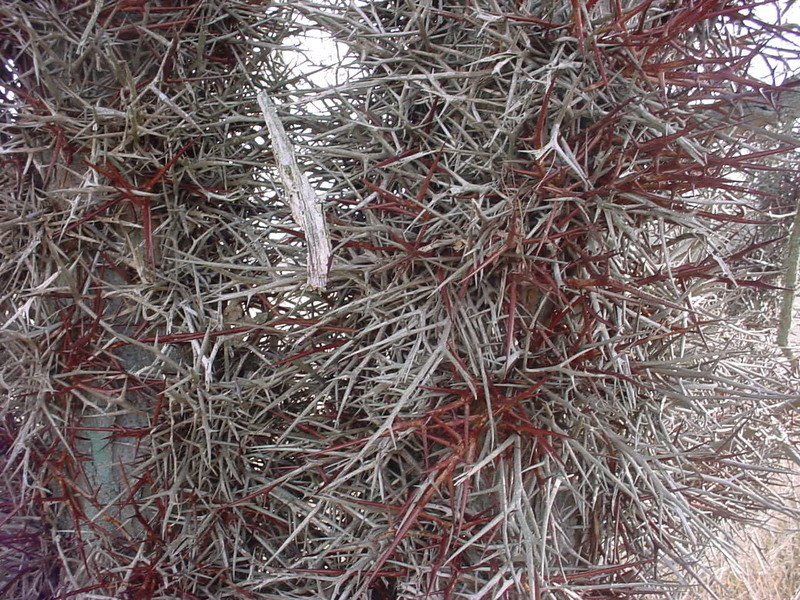 Hardest Wood to Split? Page 2 Firewood Hoarders Club