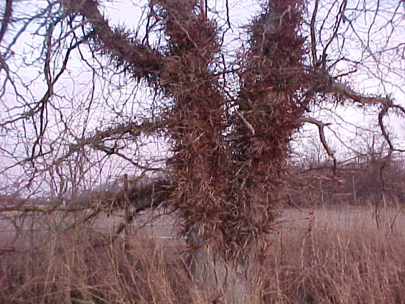 Hardest Wood to Split? Page 7 Firewood Hoarders Club