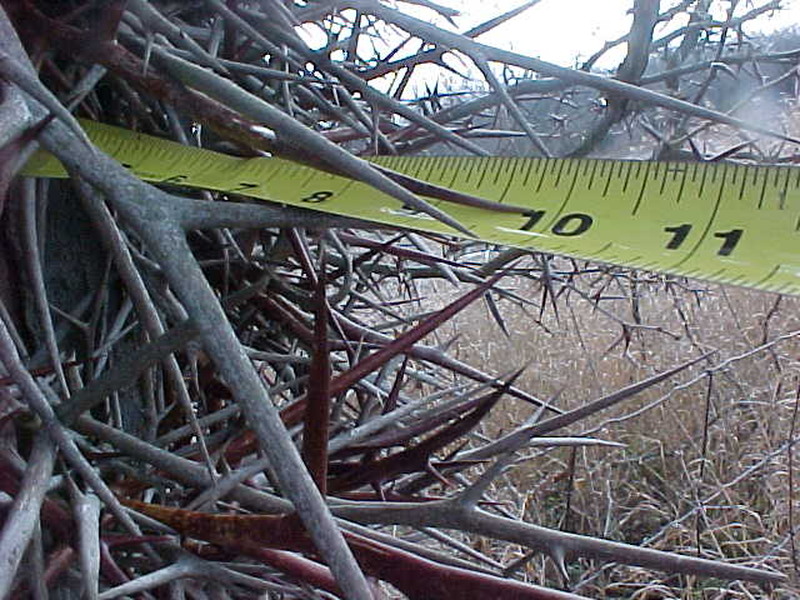 Hardest Wood to Split? Page 2 Firewood Hoarders Club