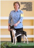 American Hairless Terrier Females