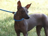 UKC UFR CH Wudnshu's Pot O'Gold