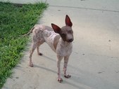UKC CH Kidd K's Spice of Life Ginger