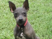 UKC CH Kidd K's Boot Scootin Beauty
