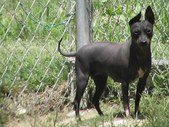 UKC GRCH Wysiwyg's Black Widow @Kidd K's