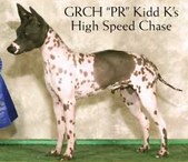 American Hairless Terrier Males