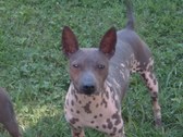 UKC GRCH Kidd K's Look At Me Now (Flint)