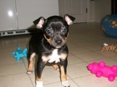Carly / Trouble AHT Litter!